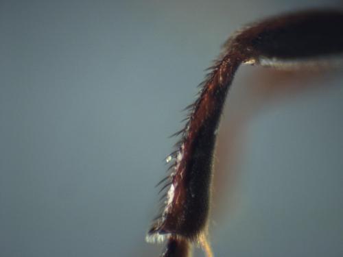 Réf. 339 695 : Nomada sp.